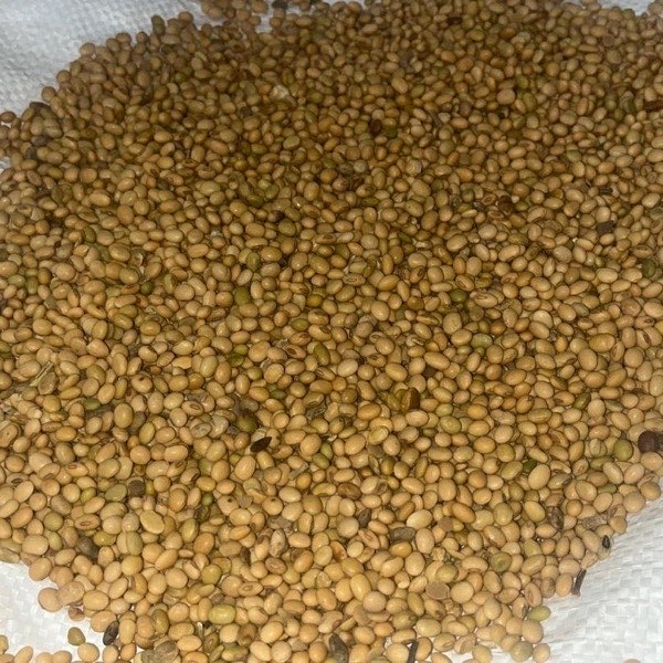 Graines de Soja